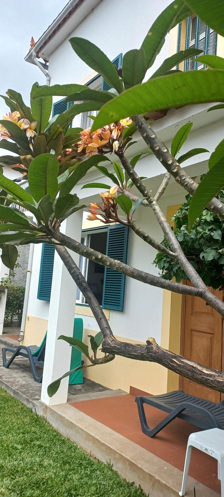 Villa Cosy Nook Funchal  Eksteriør billede